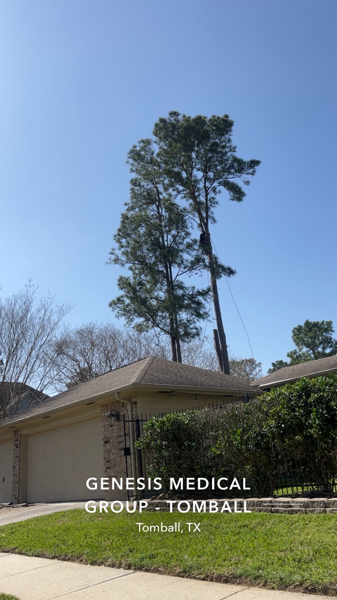 Tree Pruning in Katy, TX