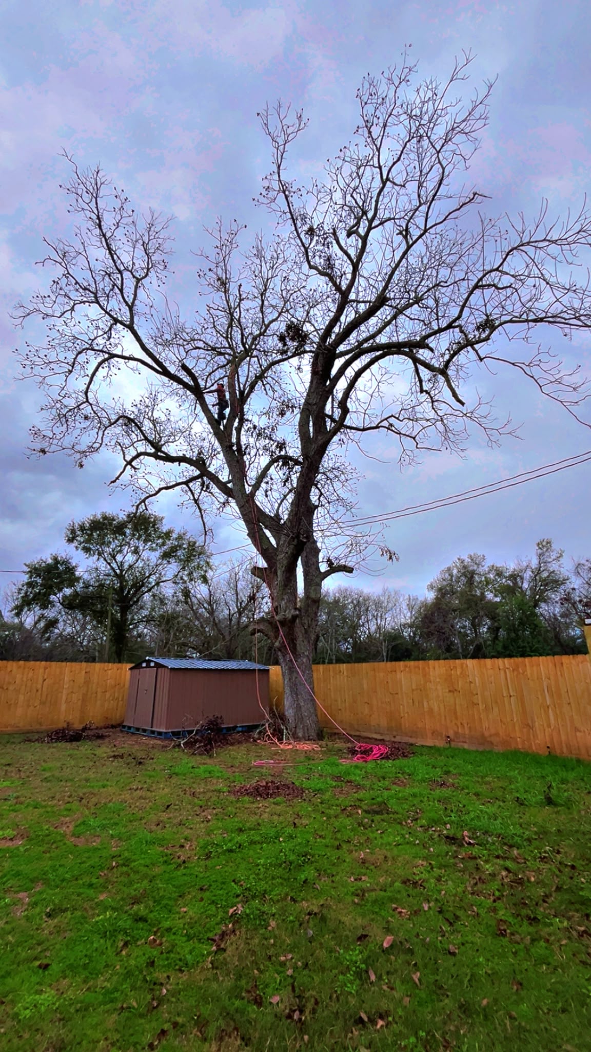 Tree Trimming in Katy, TX