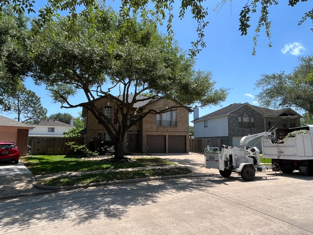 Tree Removal in Katy, TX